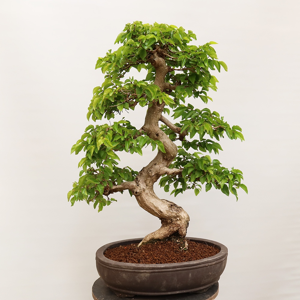 Bonsai voor buiten -Carpinus Coreana - Koreaanse haagbeuk