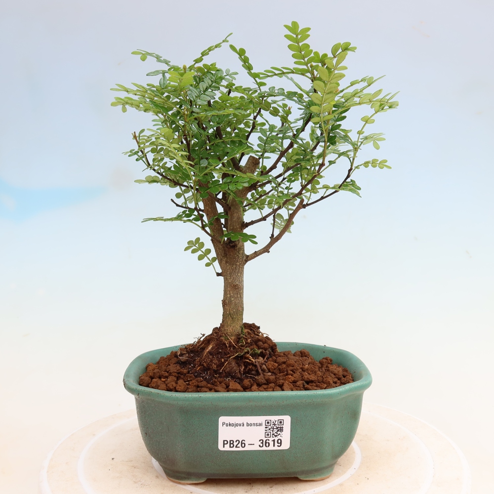 Kamerbonsai - Zantoxylum piperitum - peperboom
