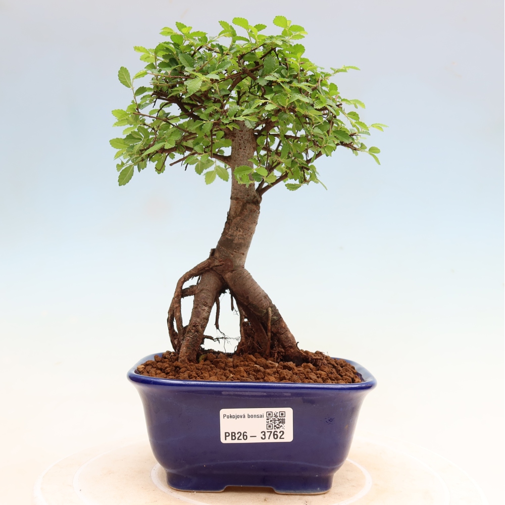 Kamerbonsai - Ulmus parvifolia - Winteriep