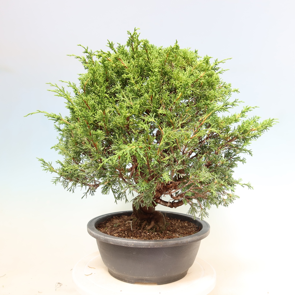 Bonsai voor buiten - Juniperus chinensis Itoigawa-Juniperus chinensis