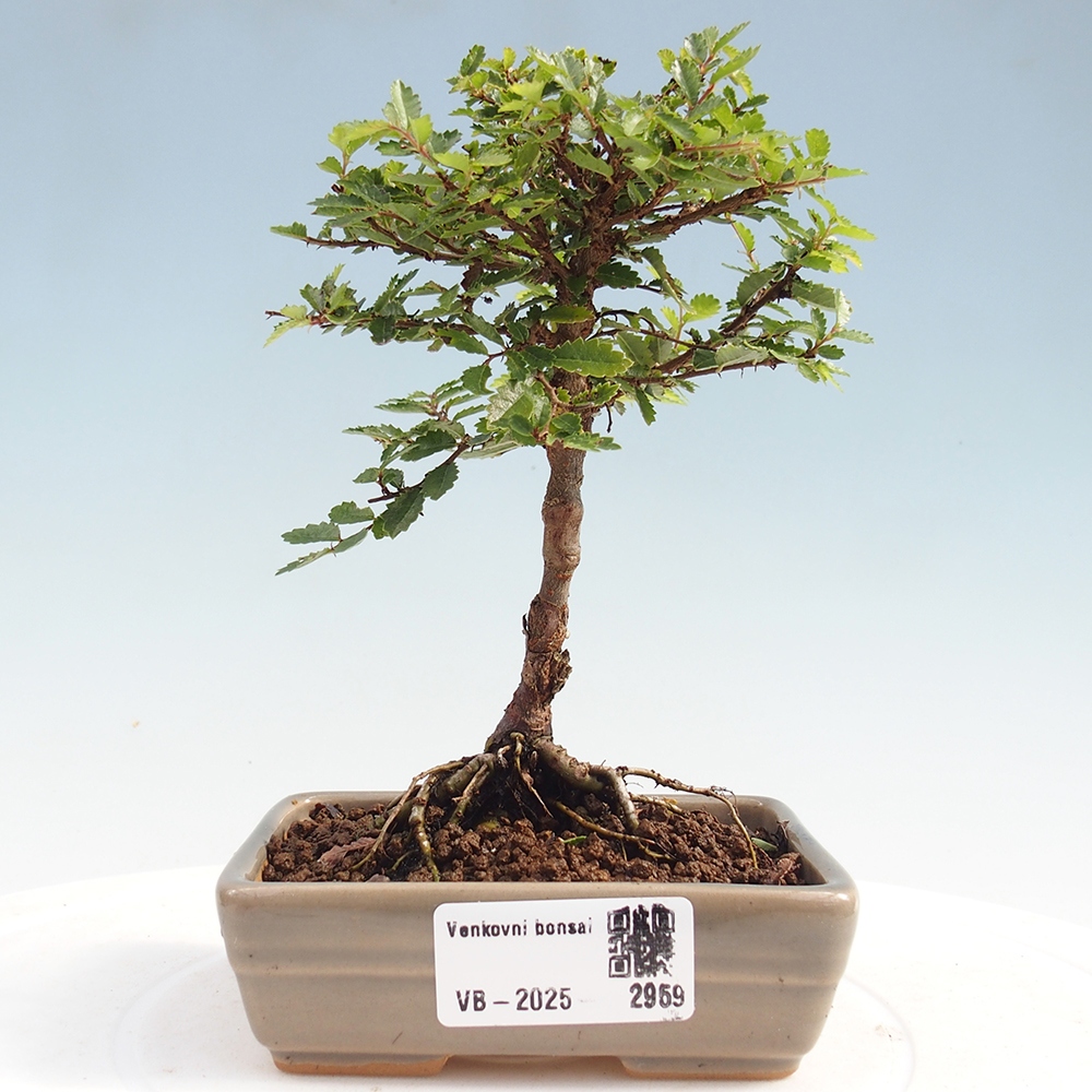 Bonsai voor buiten - Ulmus parvifolia Sagei - Kleinbladige iep