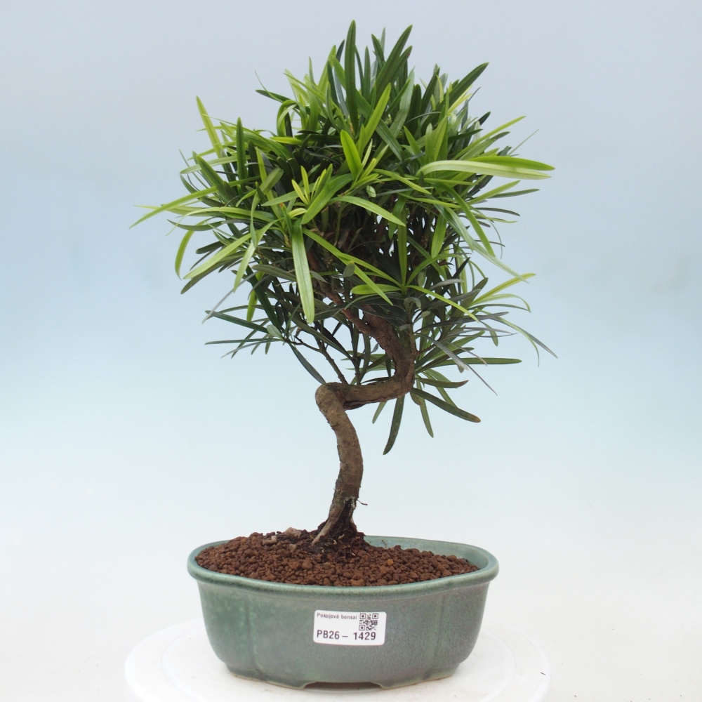 Kamerbonsai - Podocarpus - Taxus