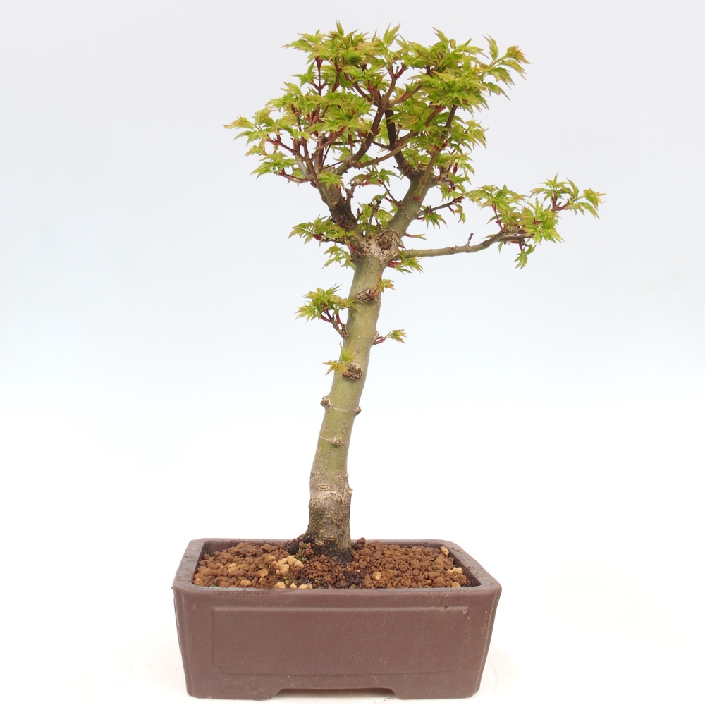 Bonsai voor buiten -Javor palm Acer palmatum Shishigashira