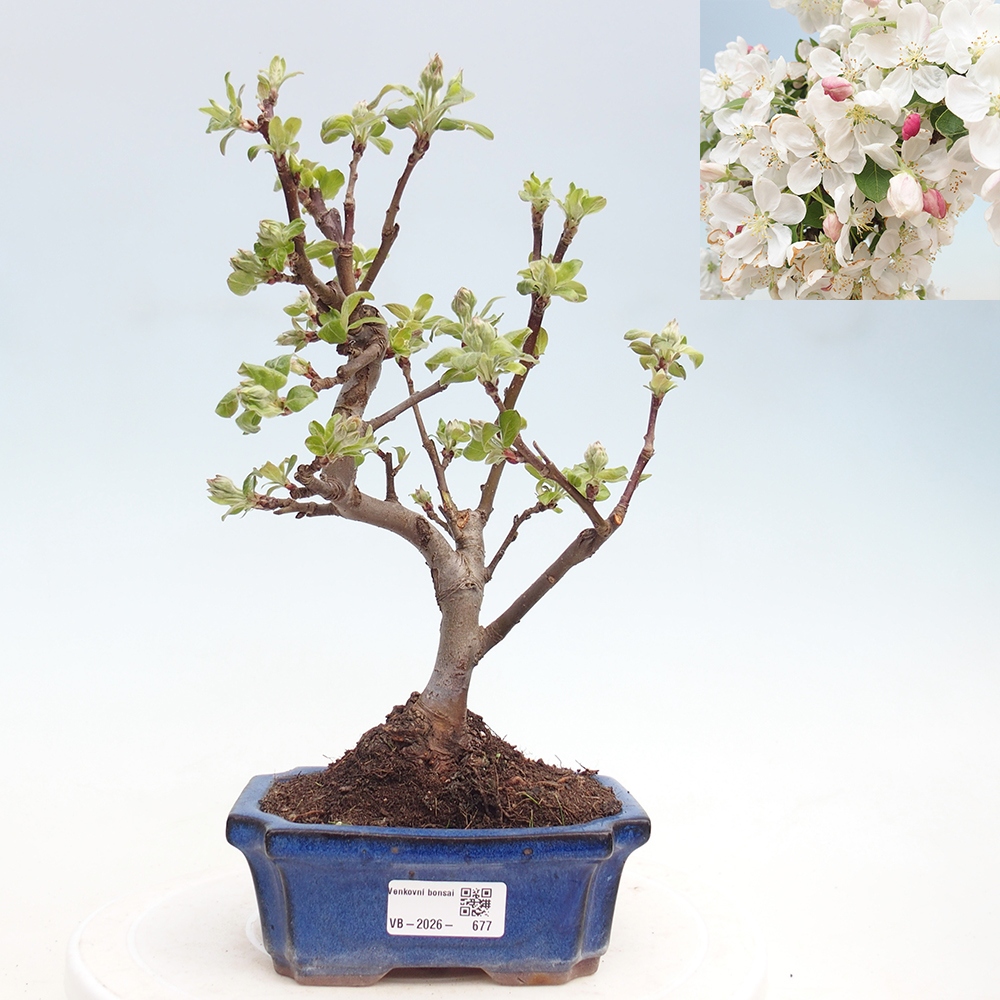 Bonsai voor buiten -Malus halliana - Appelboom met kleine vruchten
