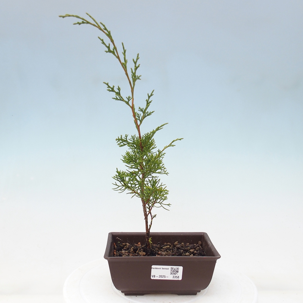 Bonsai voor buiten - Juniperus chinensis Itoigawa