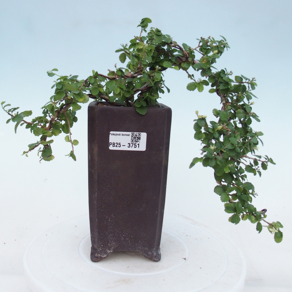 Kamerbonsai - Grewia sp. - Grewia malafolia