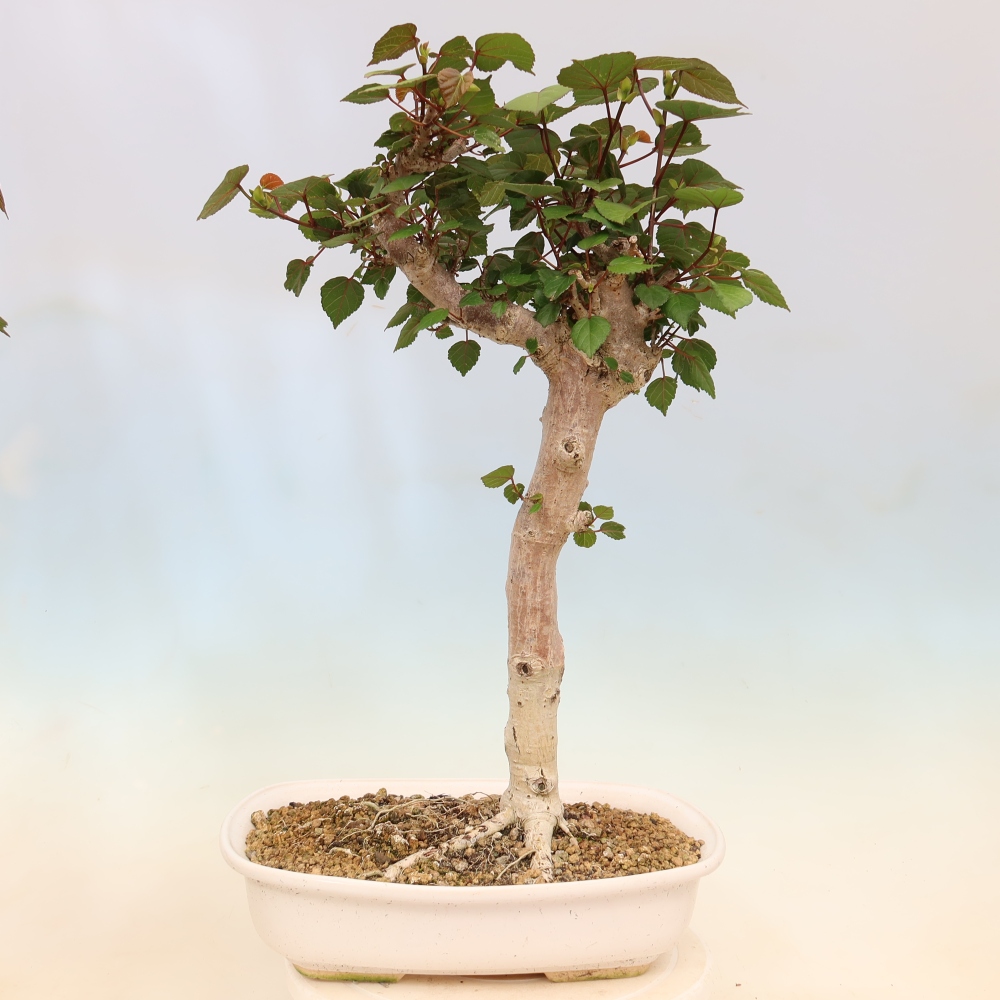 Bonsai voor binnen - Hibiscus tiliaceus - Zee Hibiscus