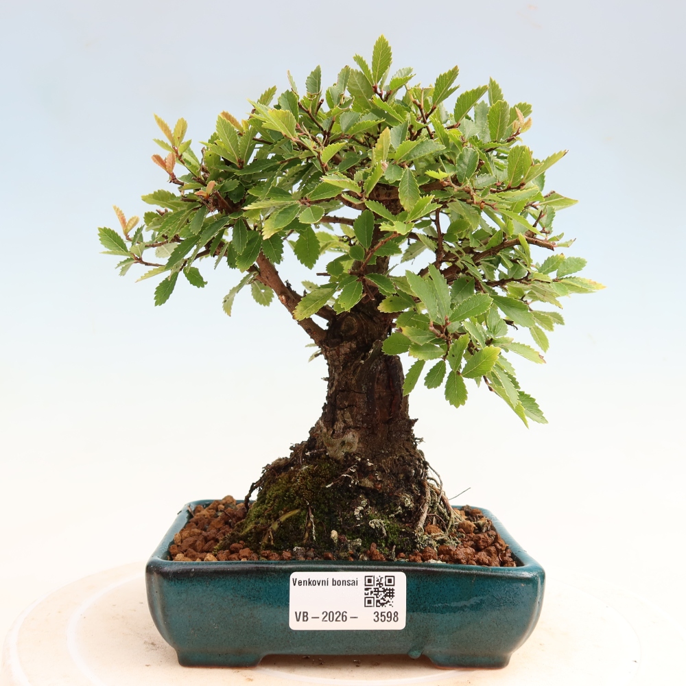 Bonsai voor buiten - Zelkova - Zelkova NIRE