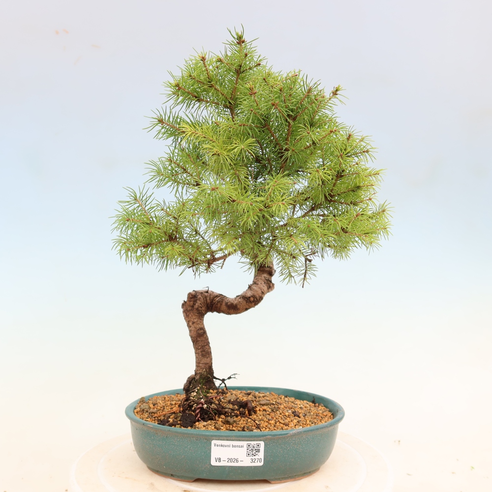 Bonsai voor buiten - Gewone spar - Picea glauca bol