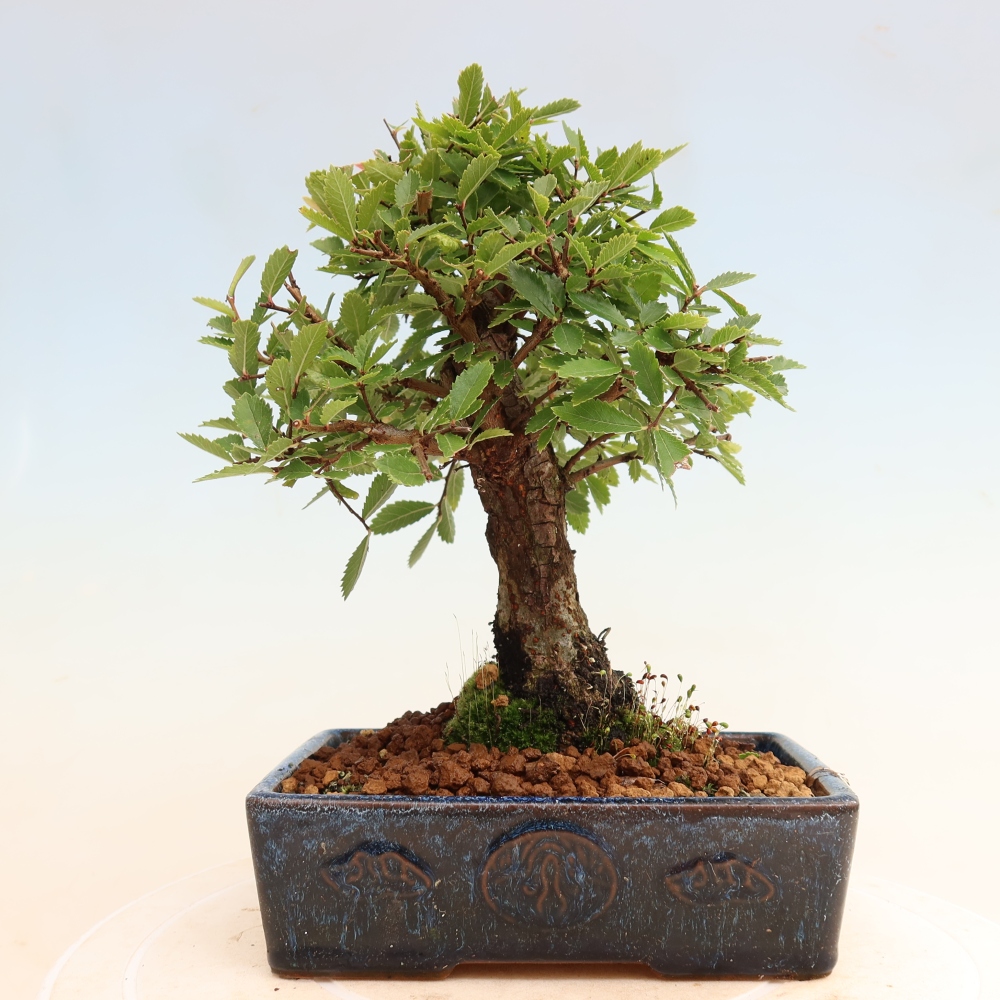 Bonsai voor buiten - Zelkova - Zelkova NIRE