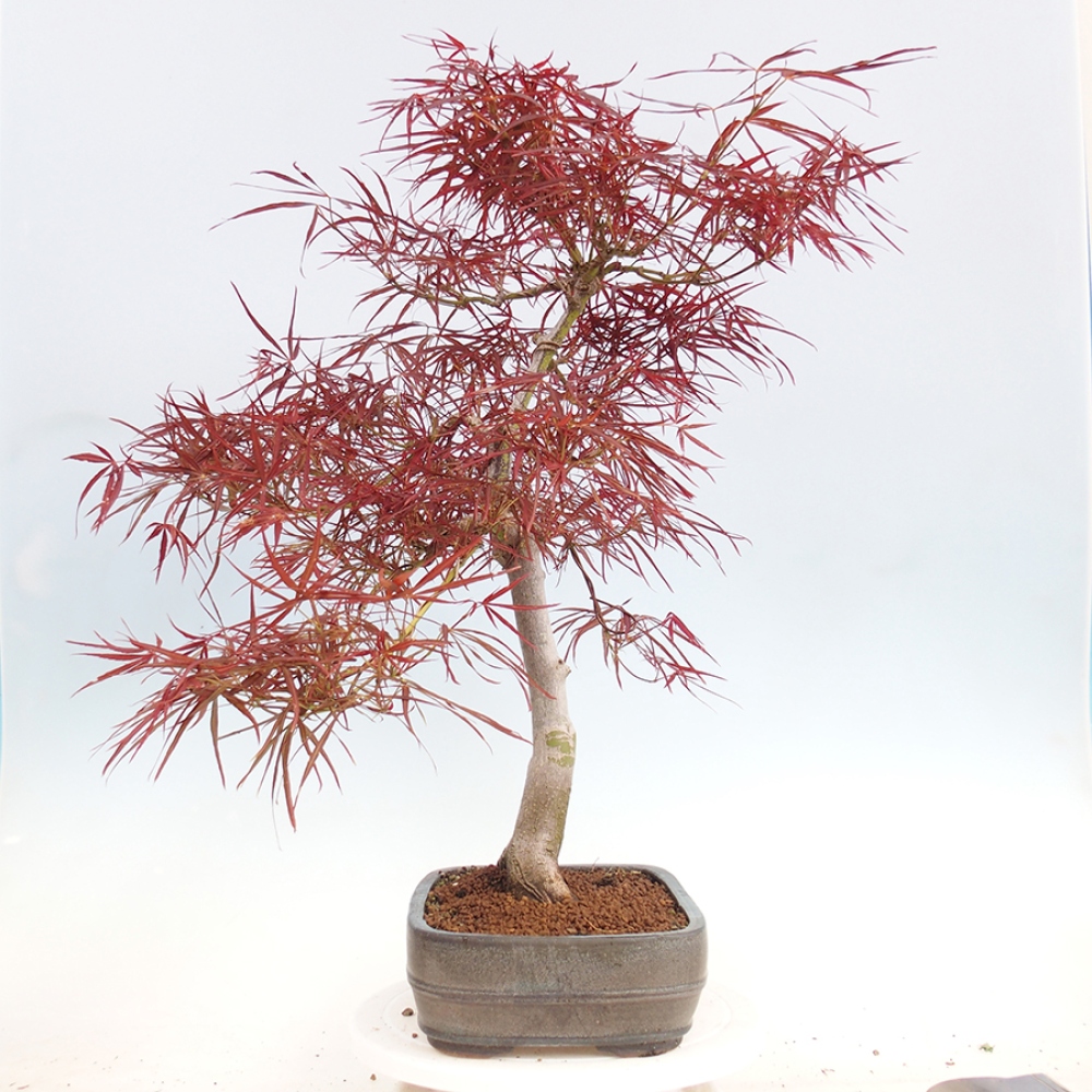 Bonsai voor buiten - Acer palmatum RED PYGMY