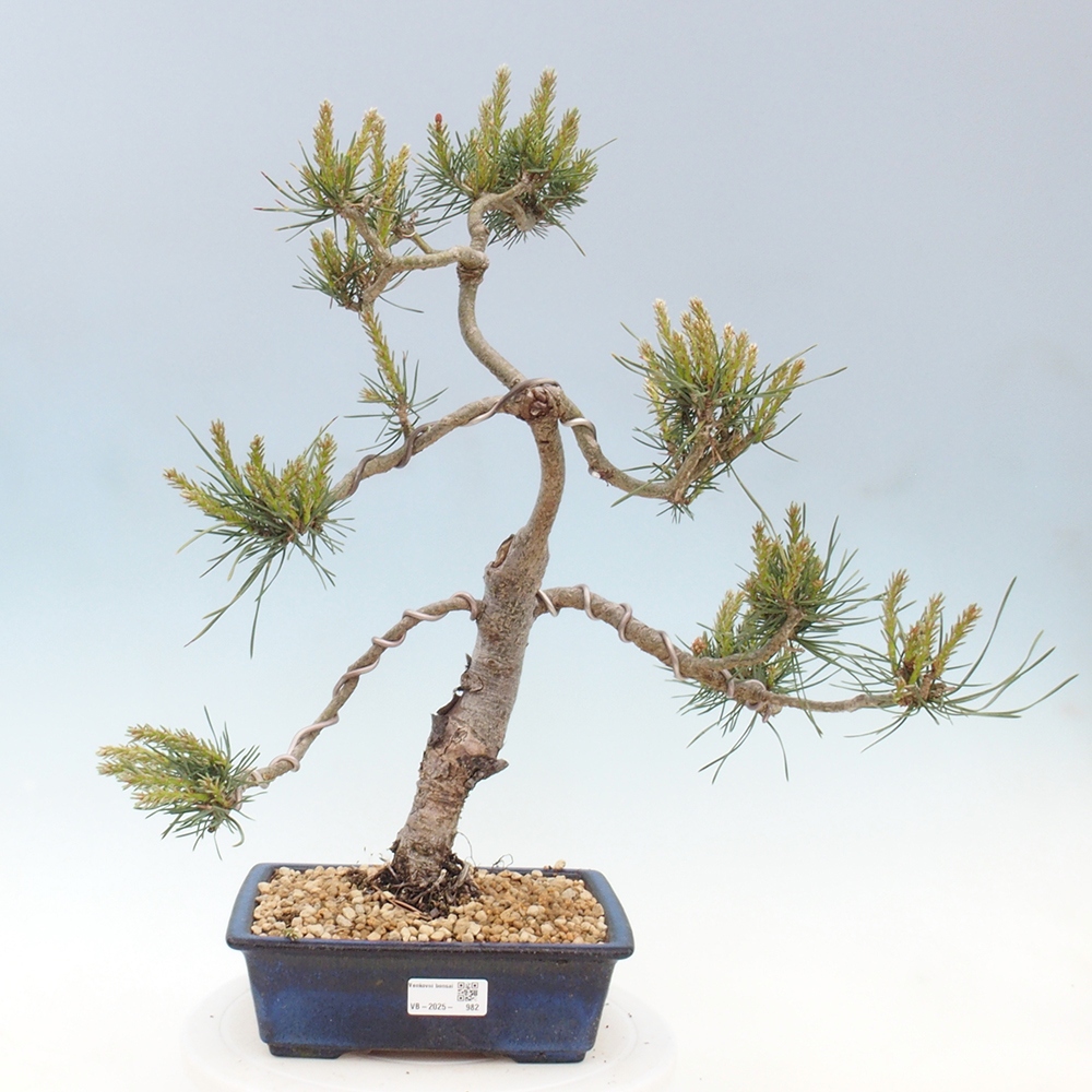 Bonsai voor buiten - Pinus Sylvestris Watererri - grove den