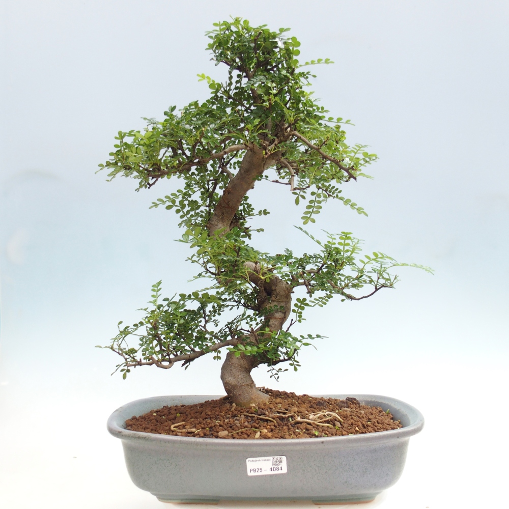 Kamerbonsai - Zantoxylum piperitum - peperboom