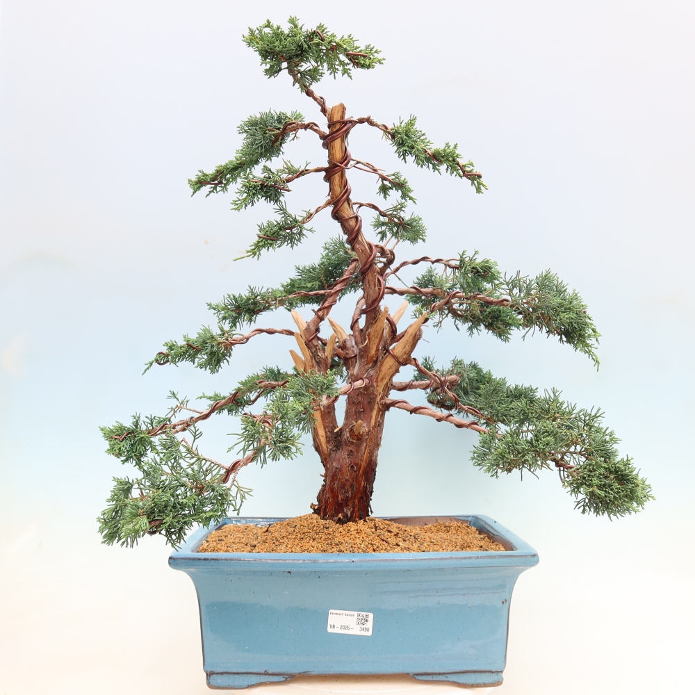 Bonsai voor buiten - Juniperus chinensis Kishu