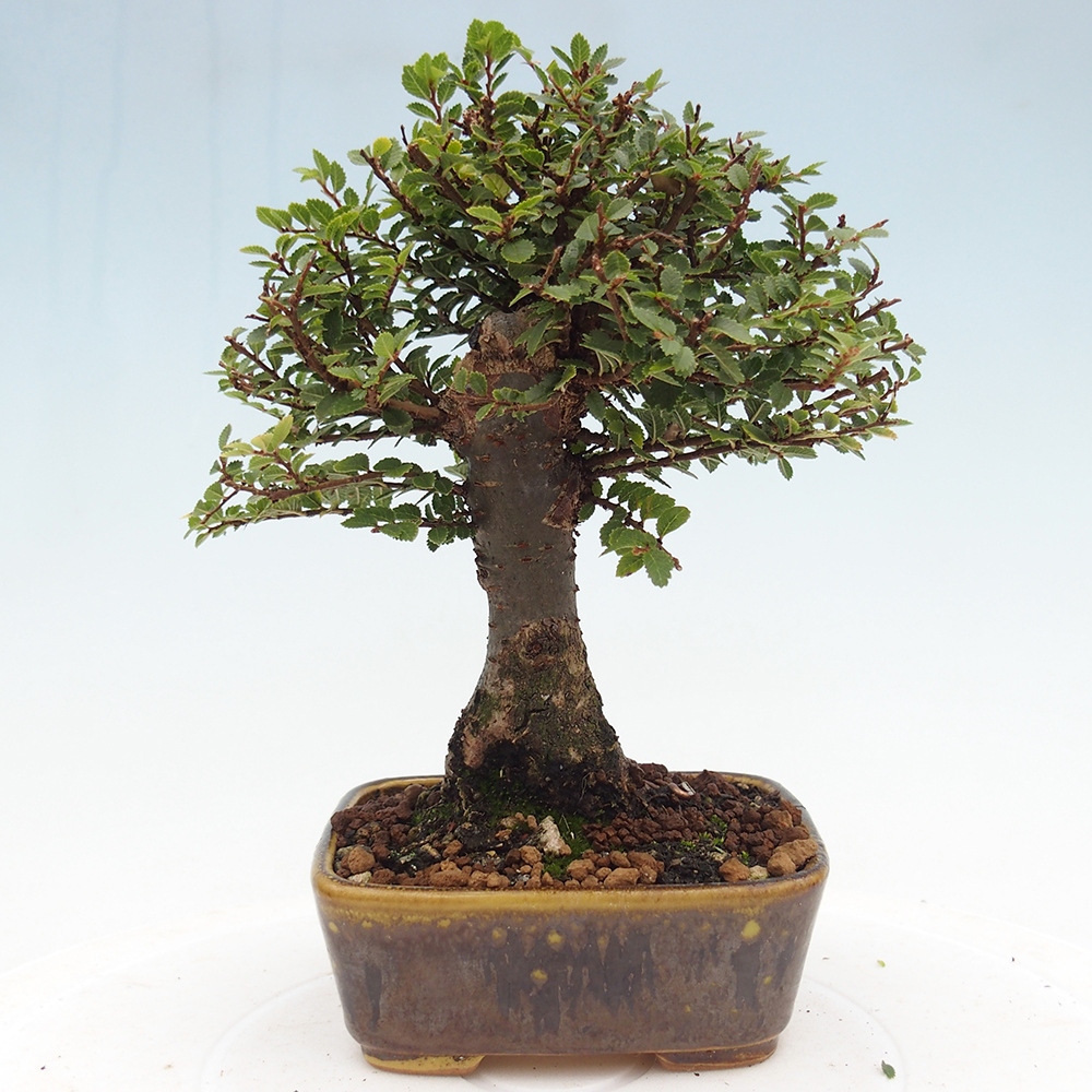 Bonsai voor buiten - Ulmus parvifolia Hokkaido - Chinese iep