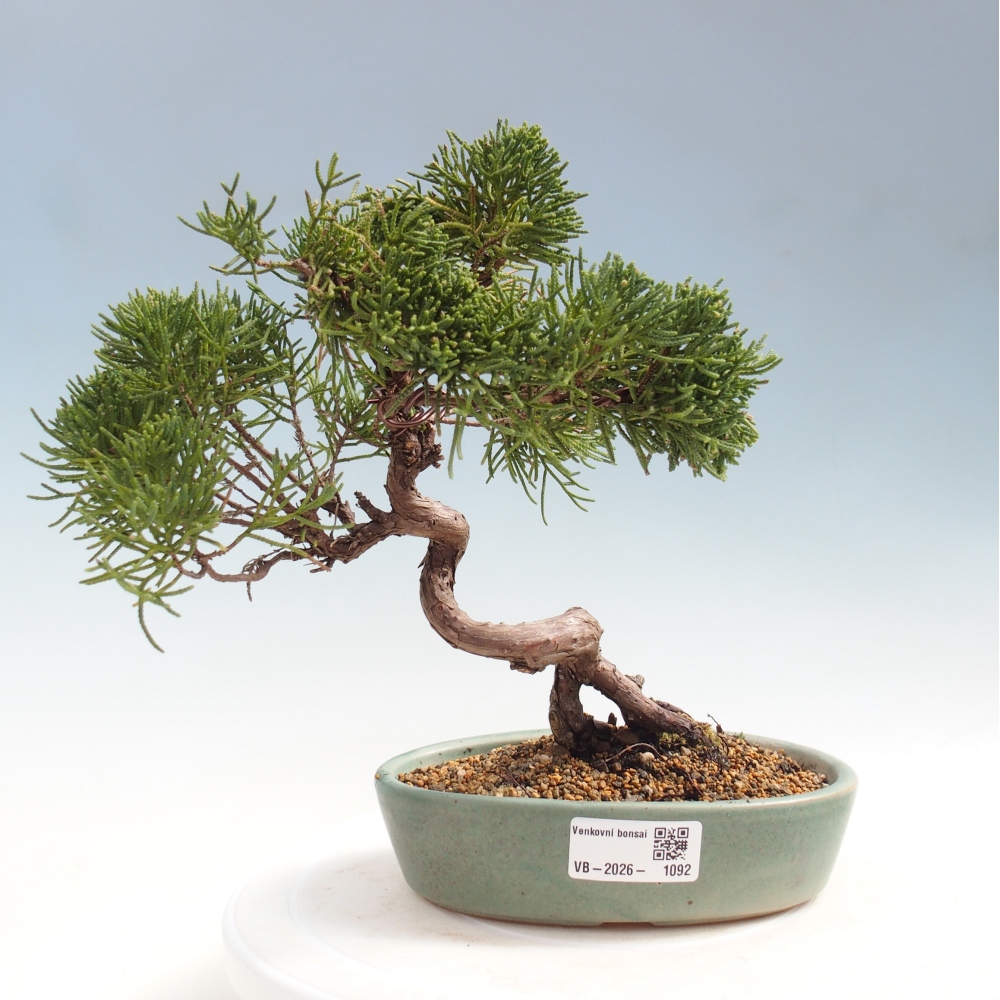 Bonsai voor buiten - Juniperus chinensis Kishu