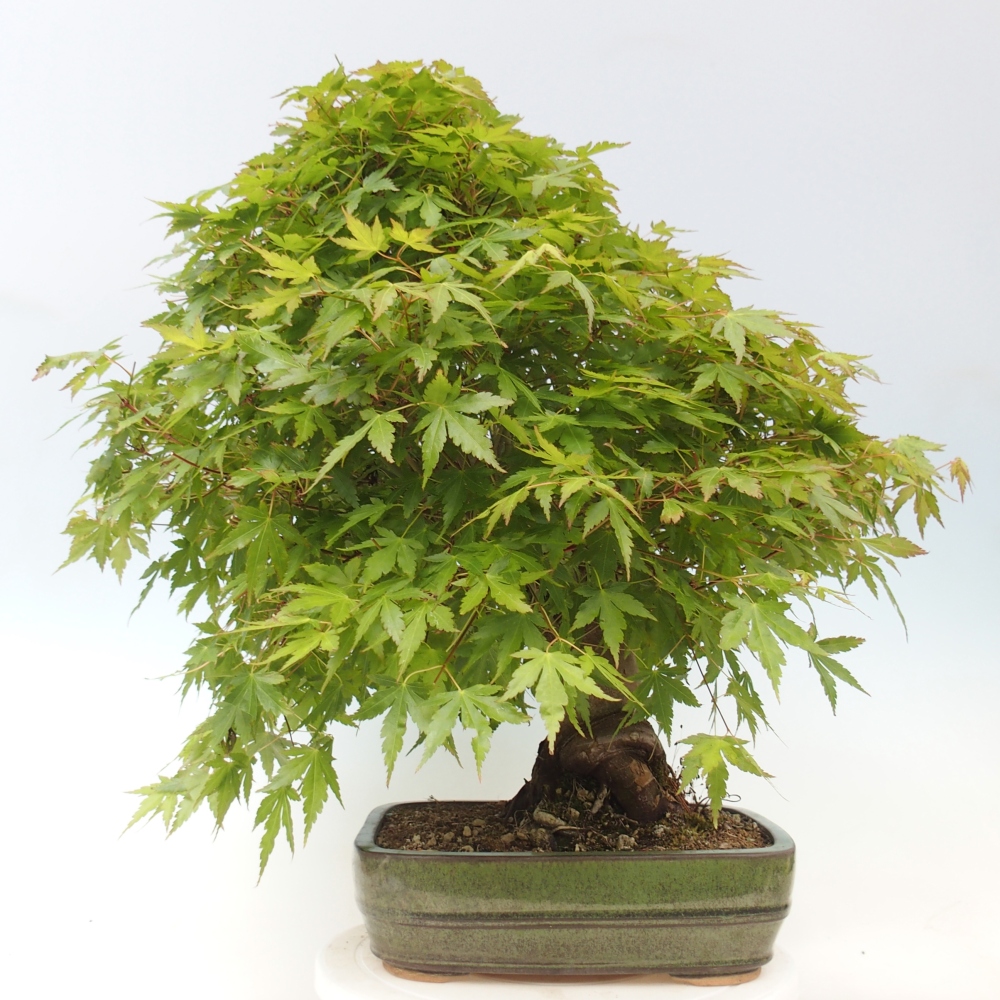 Bonsai voor buiten - Acer palmatum - ALLEEN palletvoorbereiding