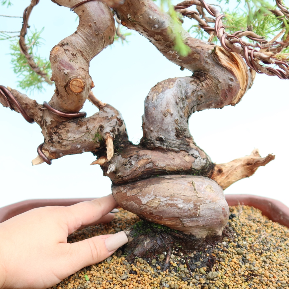 Bonsai voor buiten - Juniperus chinensis Itoigawa-Juniperus chinensis