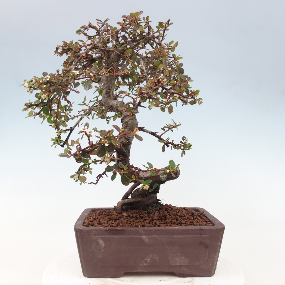 Buitenbonsai-Cotoneaster dammeri - Damer's Rock