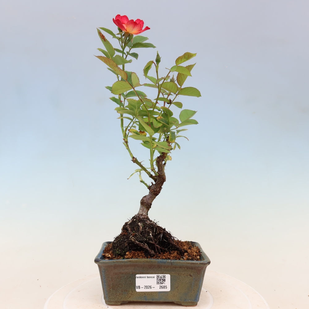Bonsai voor buiten - Rosa Kordes - roos
