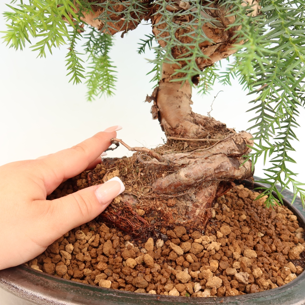 Kamerbonsai - Araucaria - kamer spar