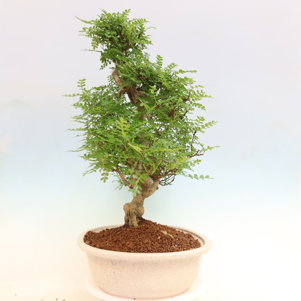 Kamerbonsai - Zantoxylum piperitum - peperboom