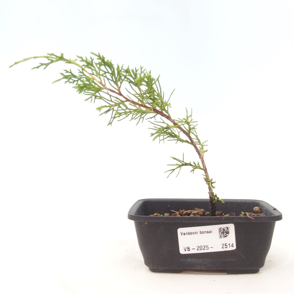 Bonsai voor buiten - Juniperus chinensis Itoigawa