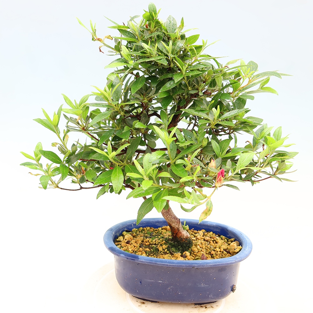 Bonsai voor buiten - Japanse Azalea - Azalea Yoko