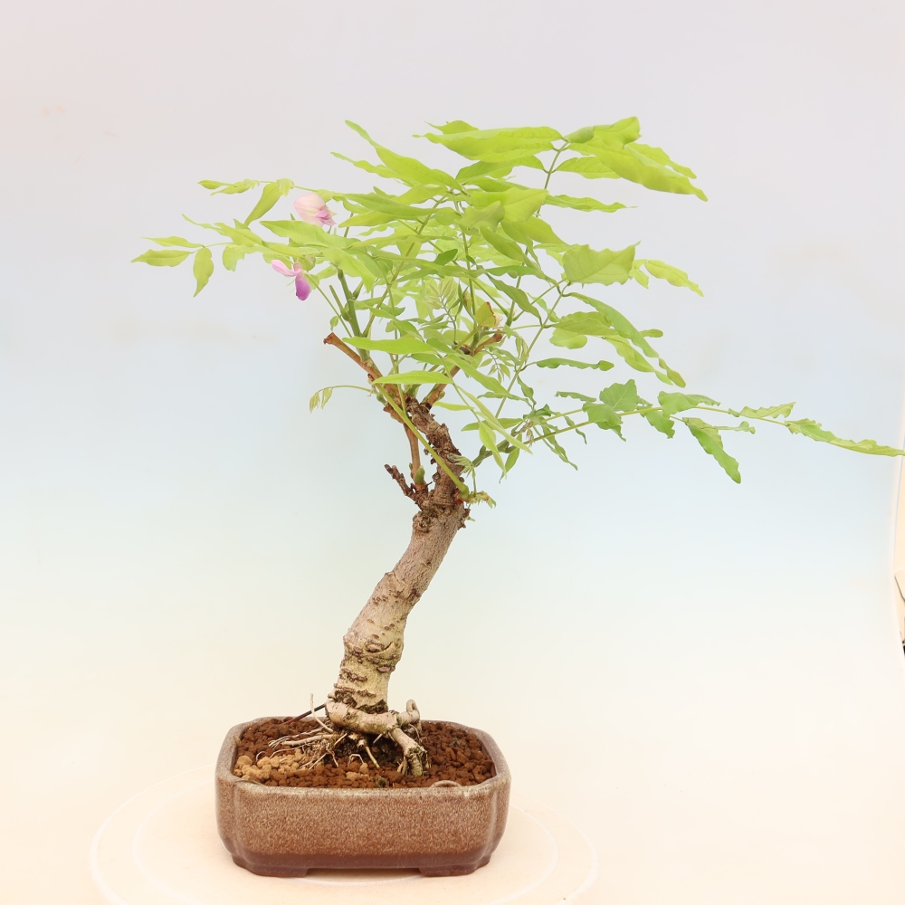 Bonsai voor buiten - Wisteria floribunda