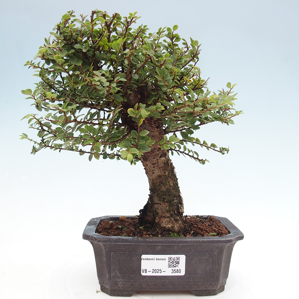 Bonsai voor buiten - Ulmus parvifolia Hokkaido - Chinese iep