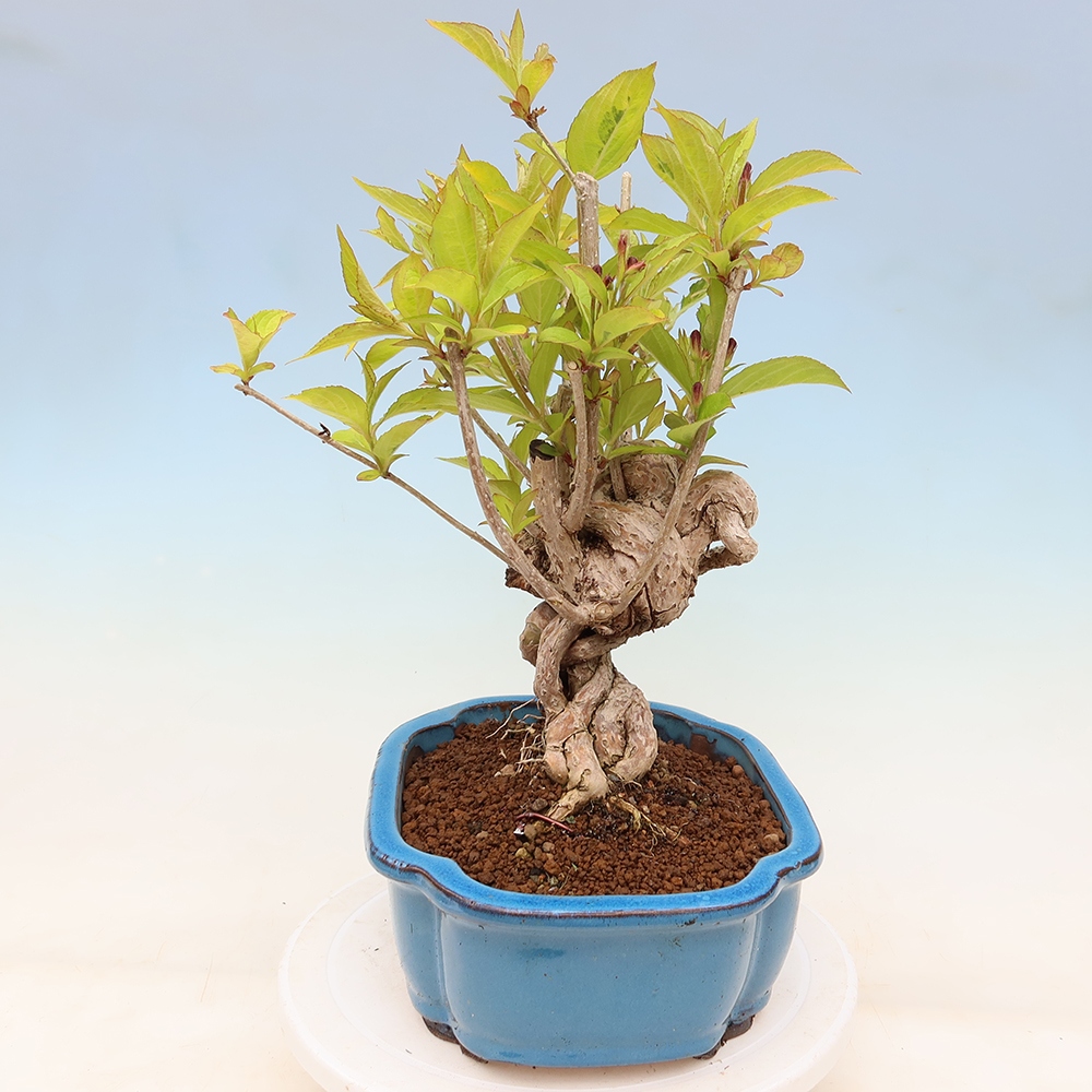 Buitenbonsai - Weigela subsessilis - Koreaanse weigela