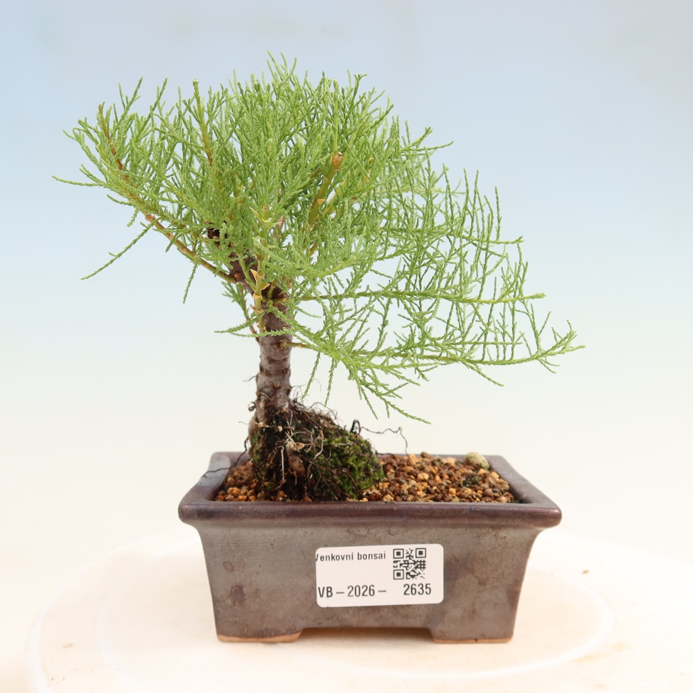 Bonsai voor buiten - Tamarisk - Tamarix