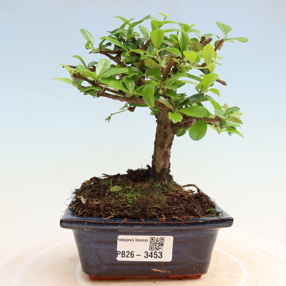 Kamerbonsai - Carmona macrophylla - Thee fuki