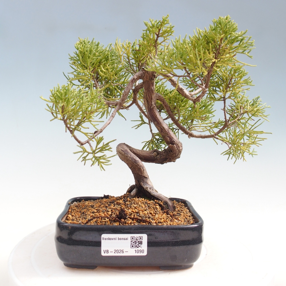Bonsai voor buiten - Juniperus chinensis Kishu