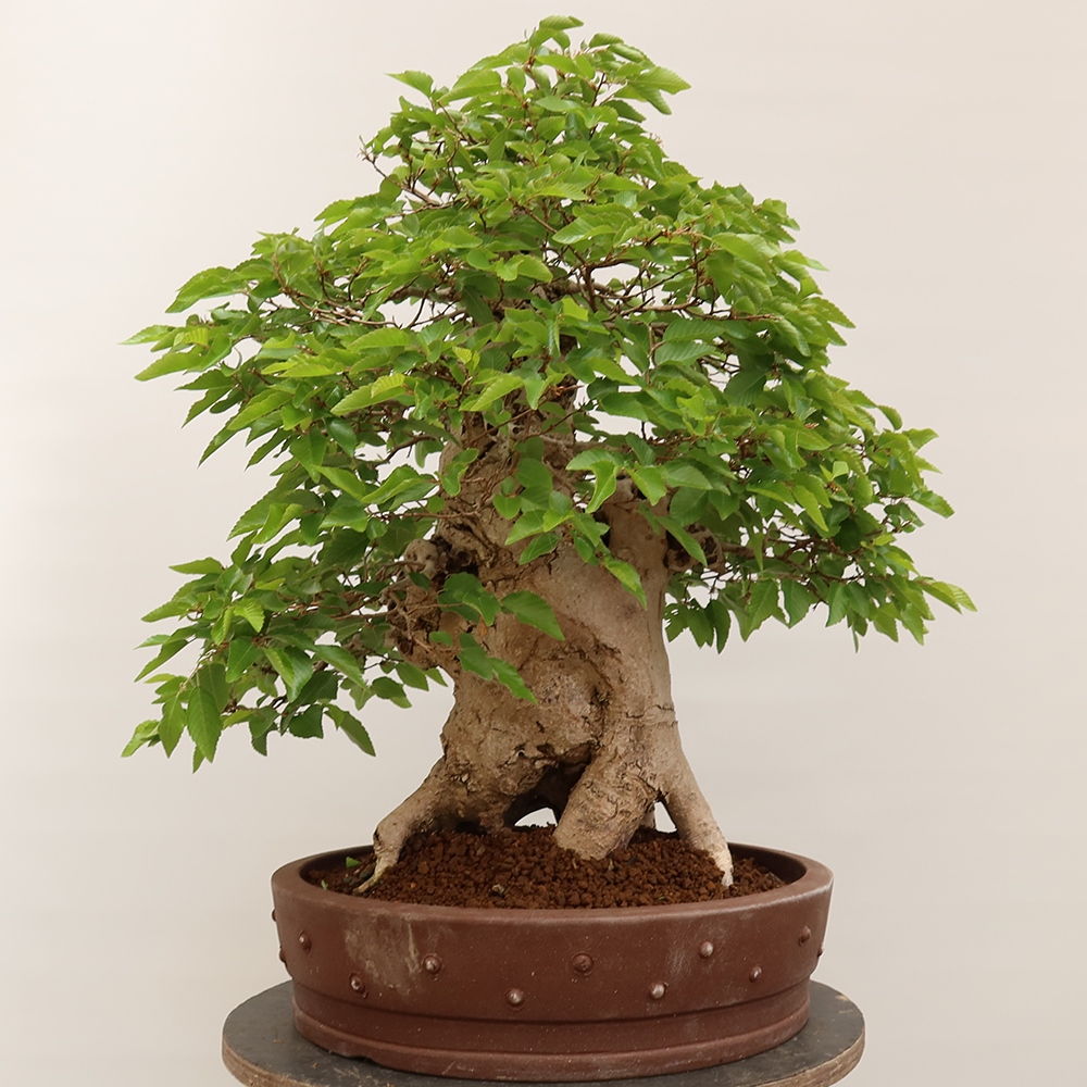 Bonsai voor buiten -Carpinus Coreana - Koreaanse haagbeuk