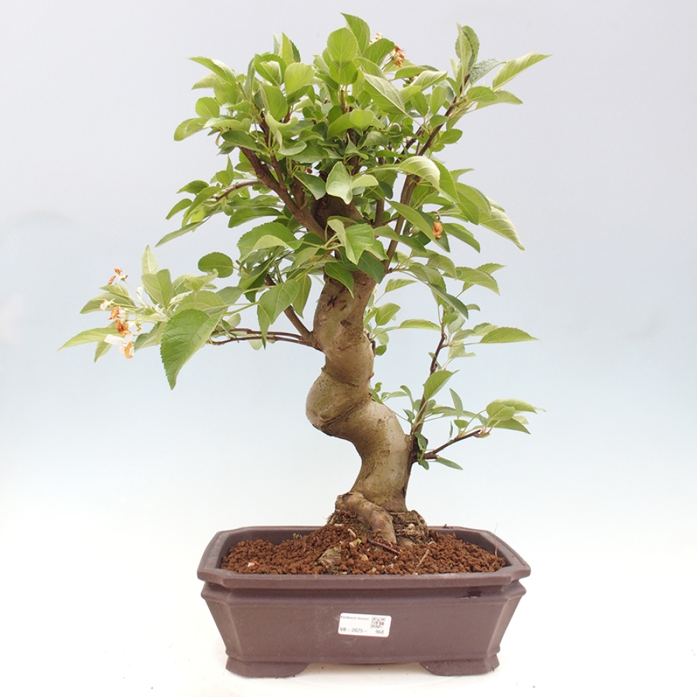 Bonsai voor buiten -Malus halliana - Appelboom met kleine vruchten
