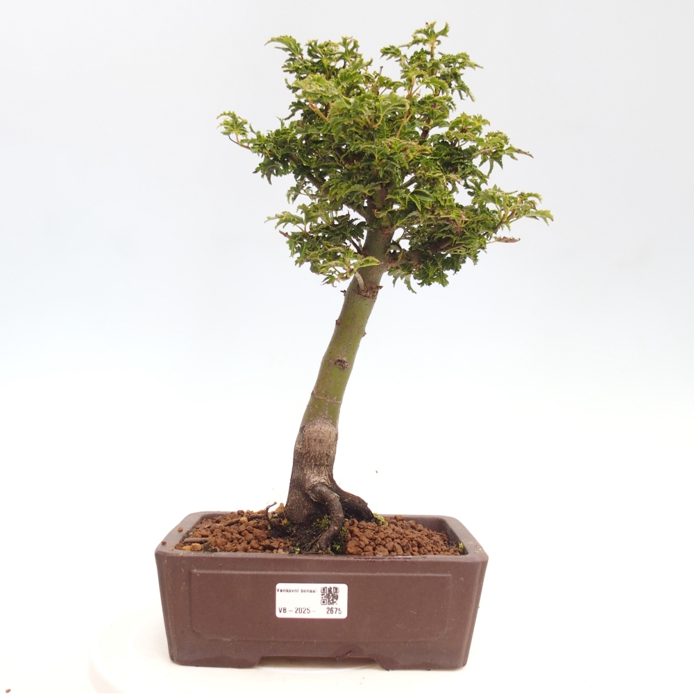 Bonsai voor buiten -Javor palm Acer palmatum Shishigashira