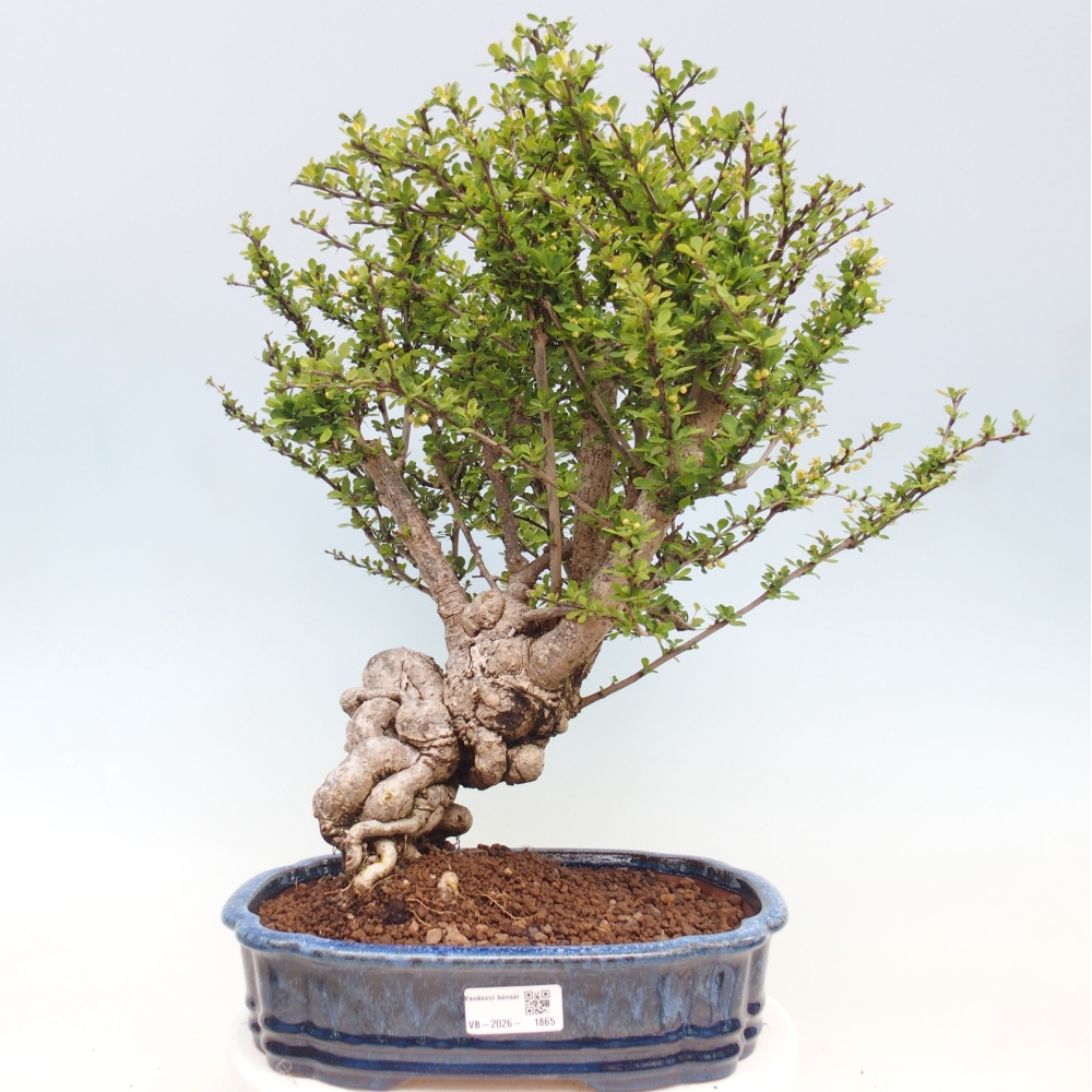 Bonsai voor buiten - Berberis coreana