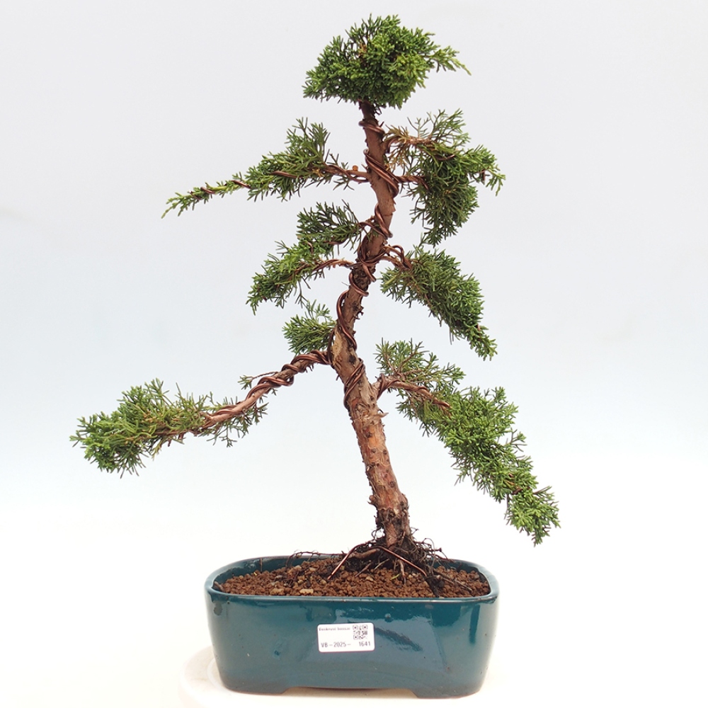 Bonsai voor buiten - Juniperus chinensis Kishu