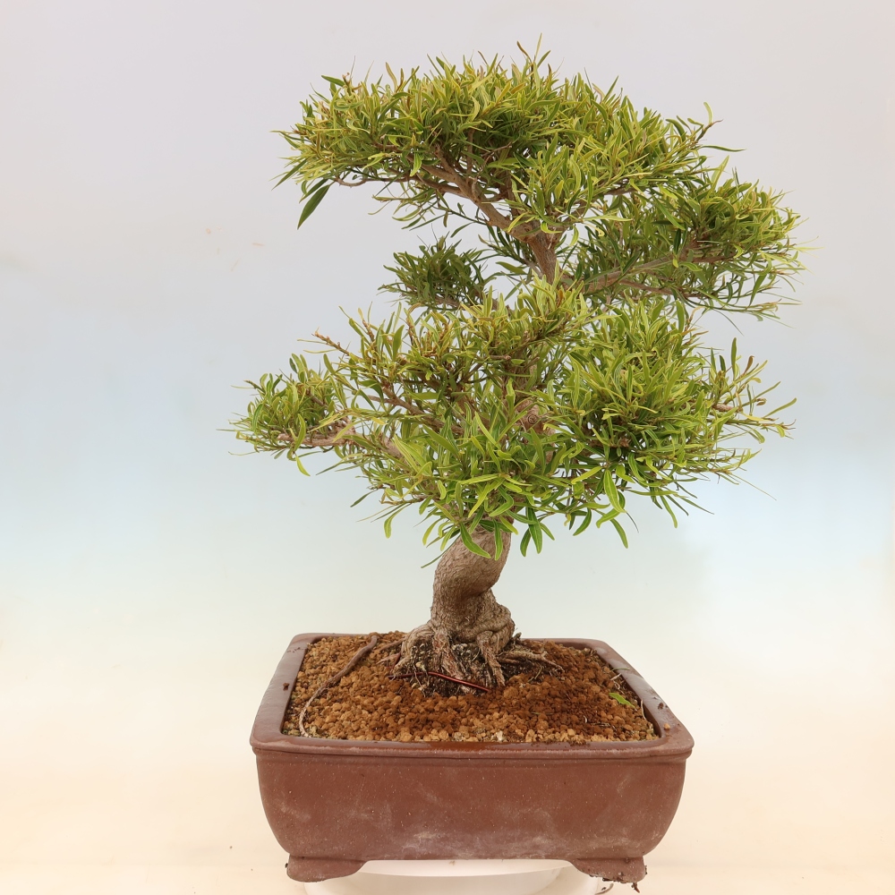 Kamerbonsai - Ficus nerifolia - kleinbladige ficus