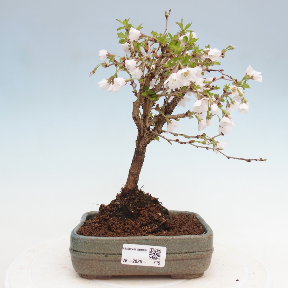 Bonsai voor buiten - Prunus incisa Kojou-no mai-Plivon uitgesneden