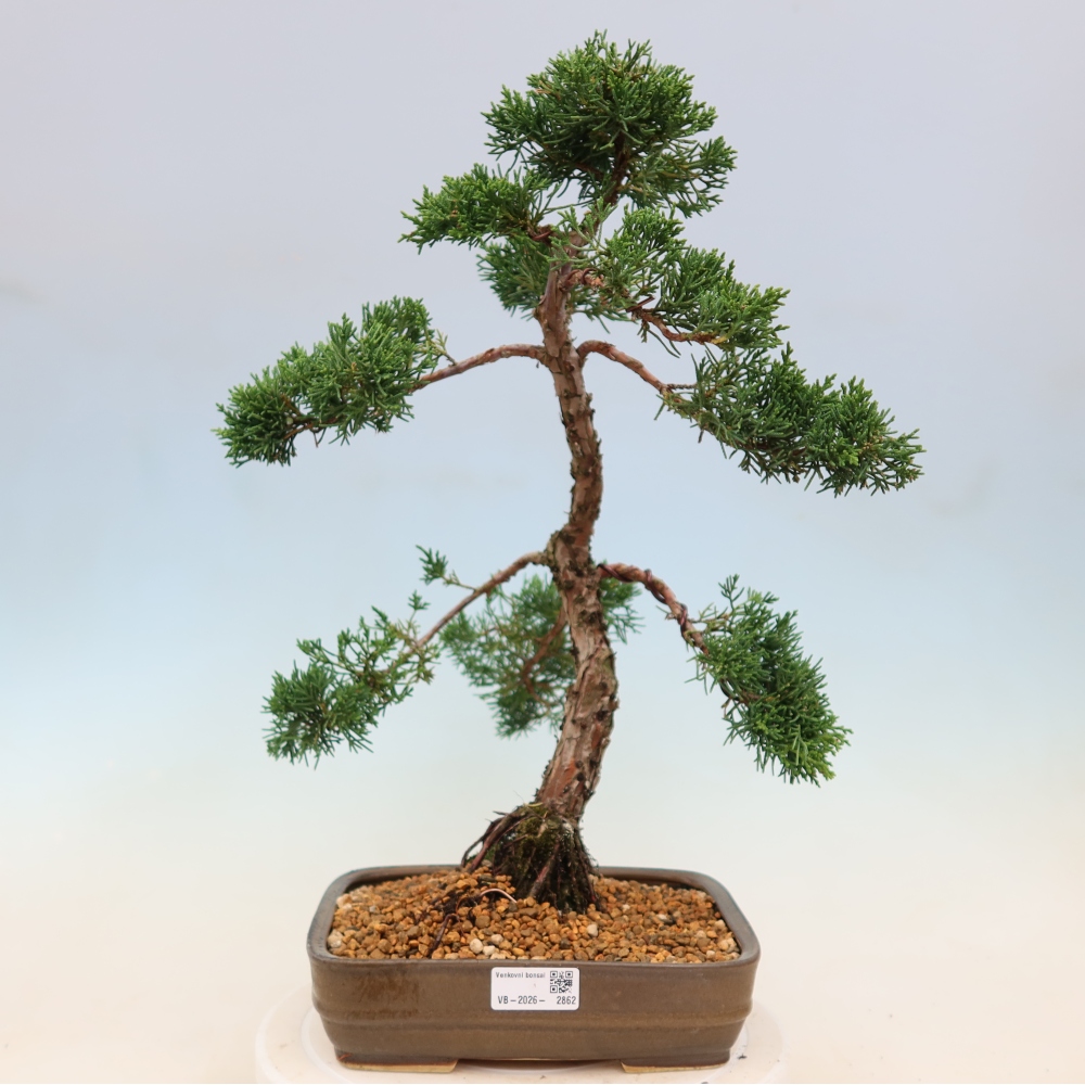 Bonsai voor buiten - Juniperus chinensis Kishu