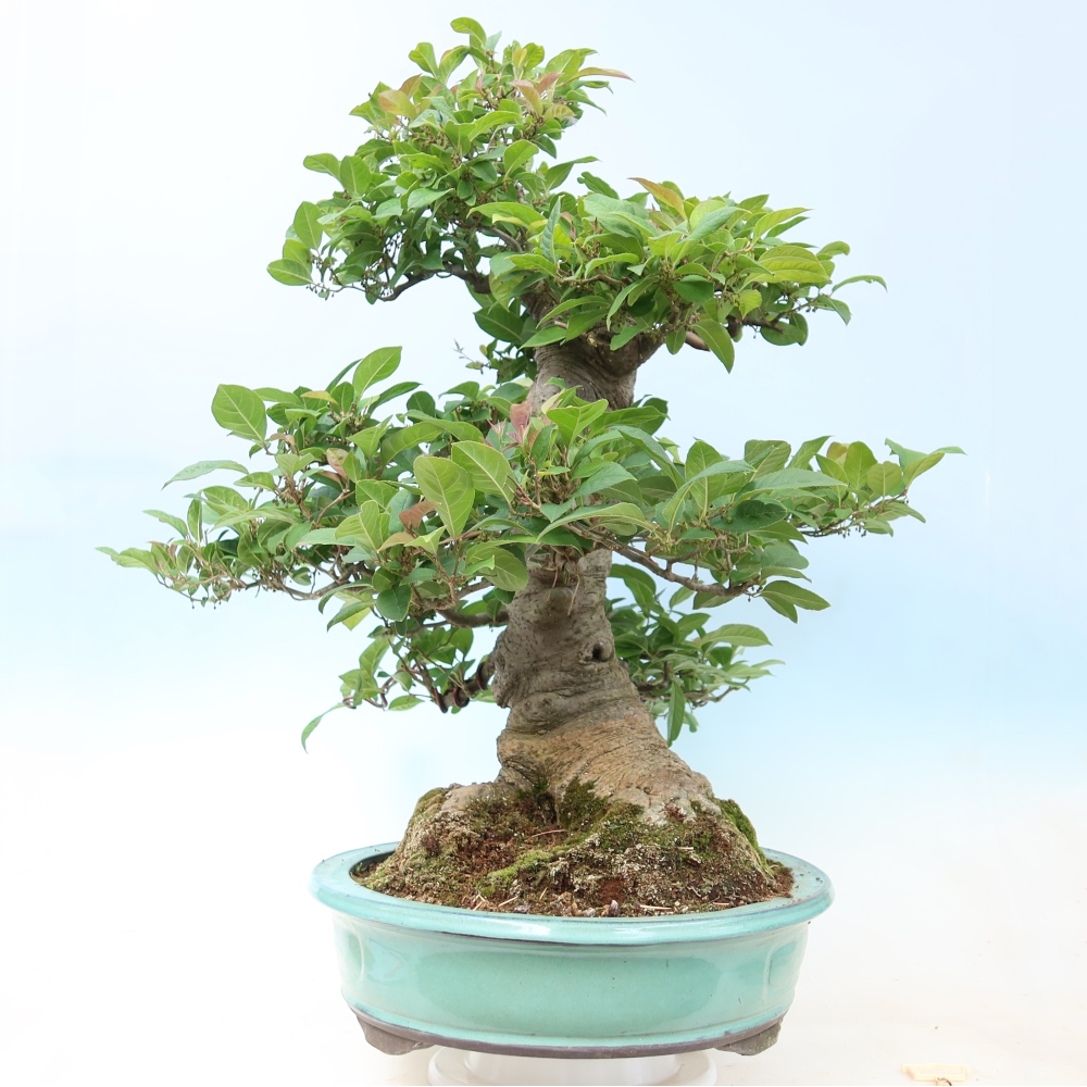Bonsai voor buiten - Ilex serrata - zaagbladige hulst