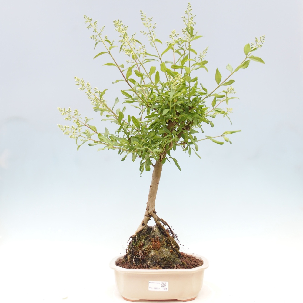 Bonsai voor buiten - Ligustrum - Vogelsnavel