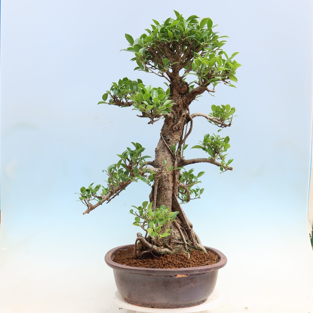 Kamerbonsai - Ficus kimmen - kleinbladige ficus