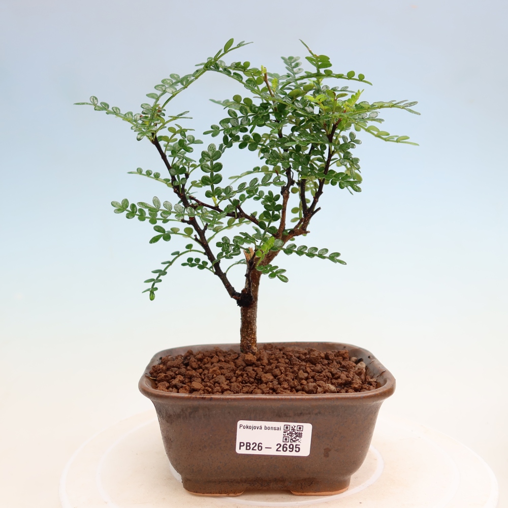 Kamerbonsai - Zantoxylum piperitum - peperboom
