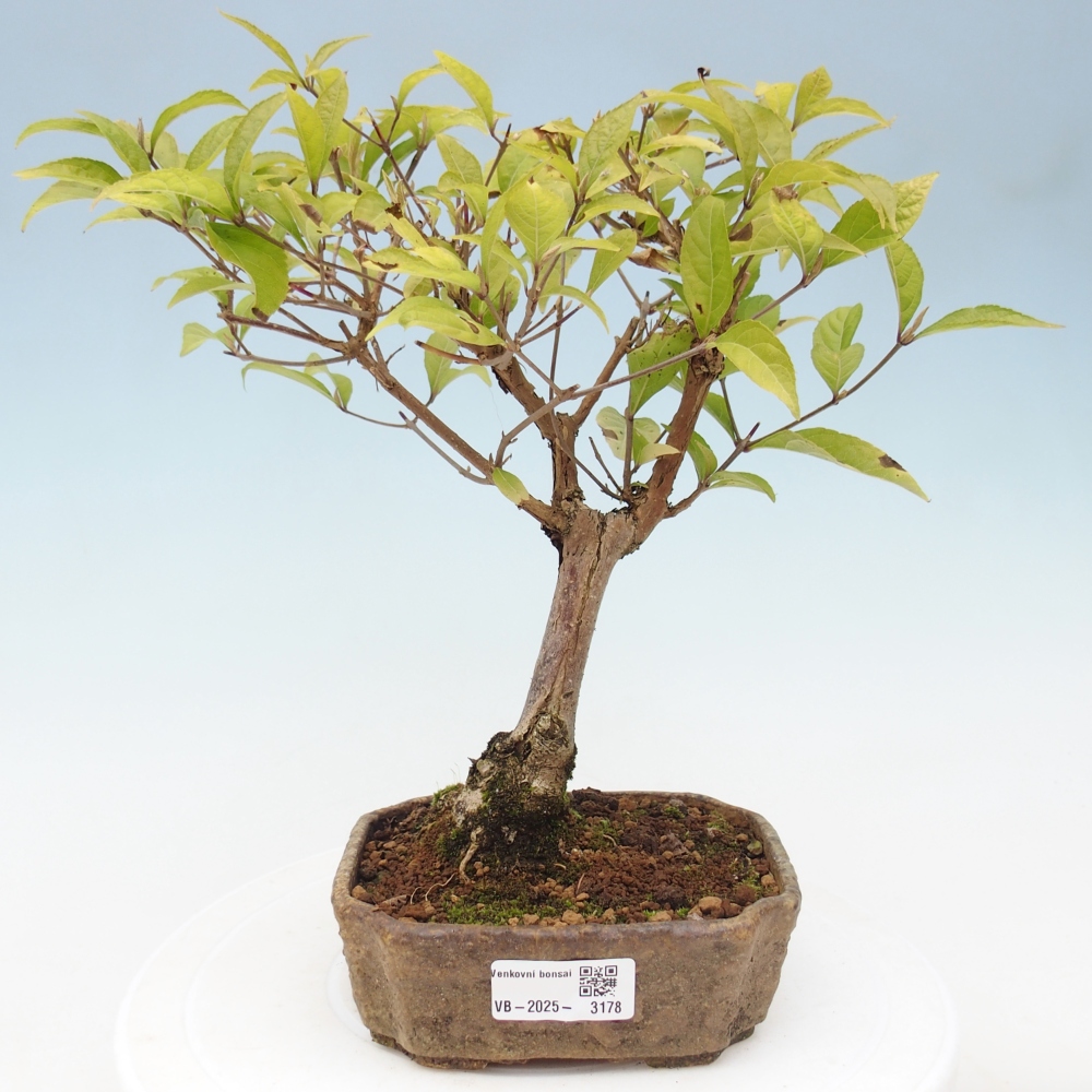 Bonsai voor buiten - Callicarpa japonica