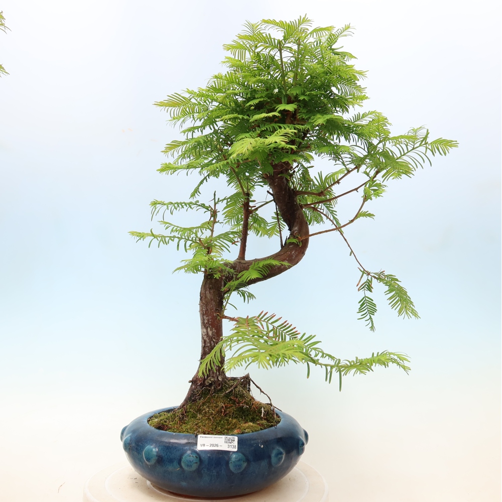 Bonsai voor buiten - Metasequoia glyptostroboides - Chinese Metasequoia