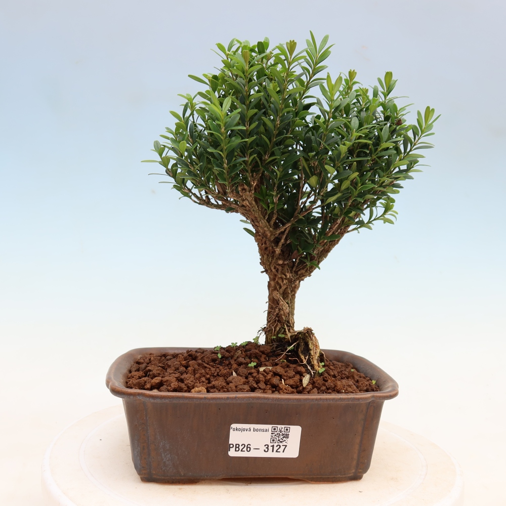 Kamerbonsai - Buxus harlandii - kurk buxus