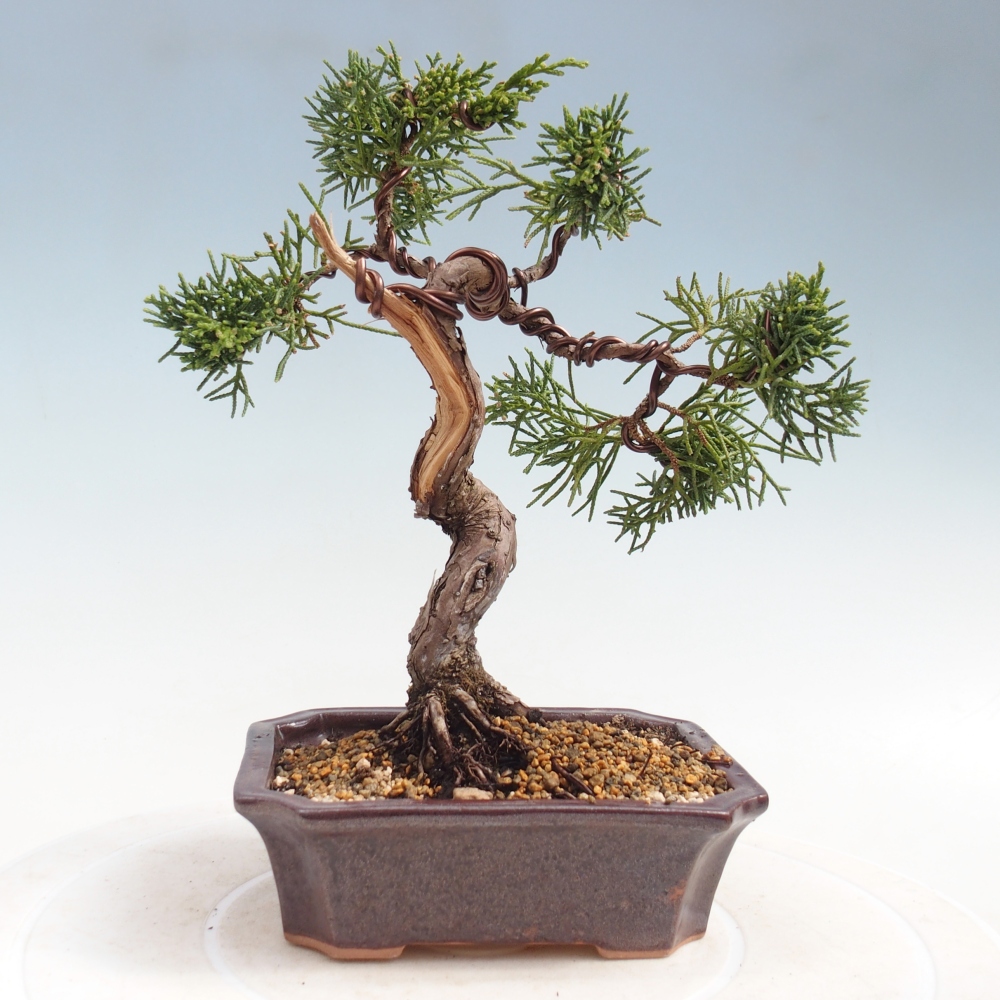 Bonsai voor buiten - Juniperus chinensis Kishu